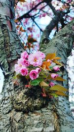 Close-up of cherry blossom tree against sky