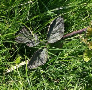 Close-up of spider web on grass