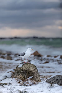 Seagull perching on rock