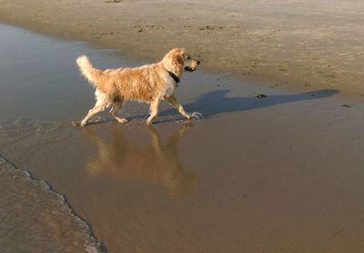 Dog in water