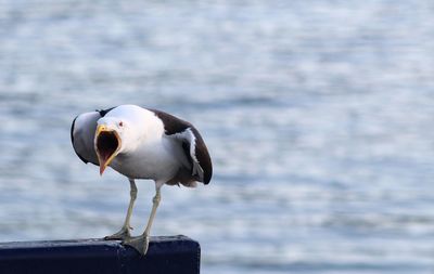 Close-up of seagull perching on shore