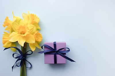 Close-up of yellow flower against white background