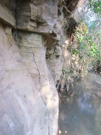 Plants growing in water