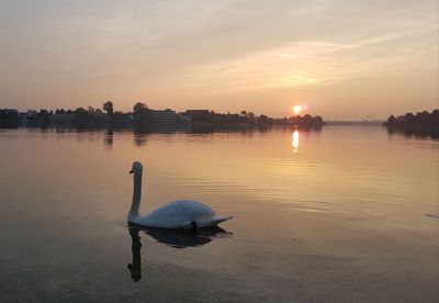 Swans swimming in lake against sky during sunset