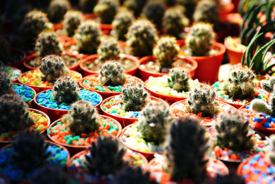 Full frame shot of small plants
