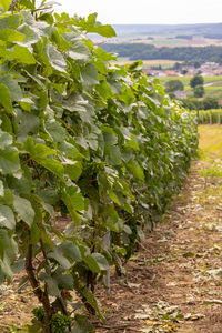 Close-up of vineyard