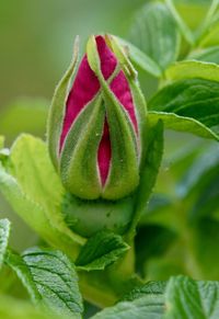 Close-up of pink flower blooming outdoors