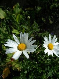 Close-up of white daisy flower