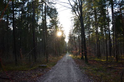 Road amidst trees in forest