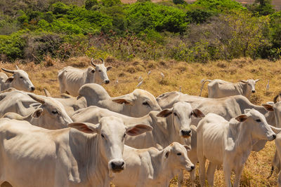 Numerous white cows in the field. beef animals called zebu. cows with horns. food for humans