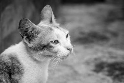 Close-up of cat looking away