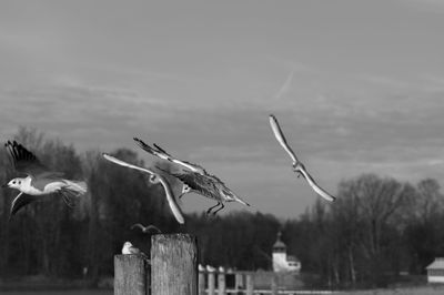 bird