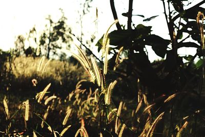 Close-up of plants against sky