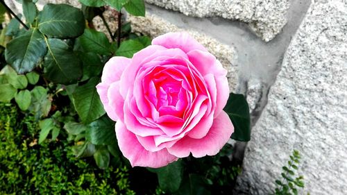 Close-up of pink rose