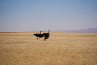 Horse standing on field against clear sky