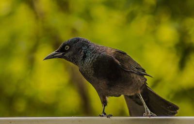 Close-up of blackbird perching on railing