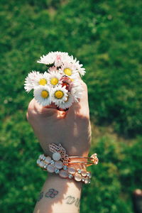 Cropped hand of woman holding white daisy flowers on field