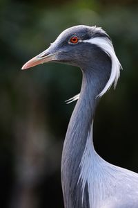 Close-up of a bird