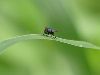 Close-up of insect on plant