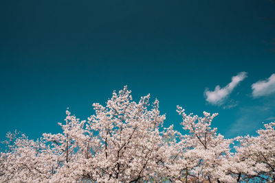 Low angle view of cherry blossom against blue sky