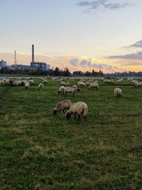 Sheep grazing on landscape against sky