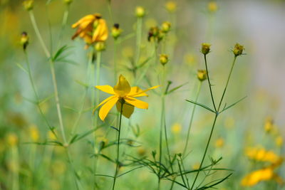 Close-up of yellow flowering plants on field