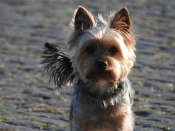 Yorkshire terrier walking on footpath