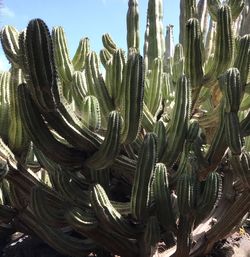 Low angle view of cactus against sky