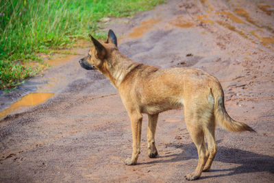 Side view of dog standing on land