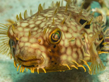 Close-up of fish swimming in sea