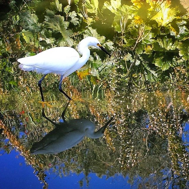 GreatEgret