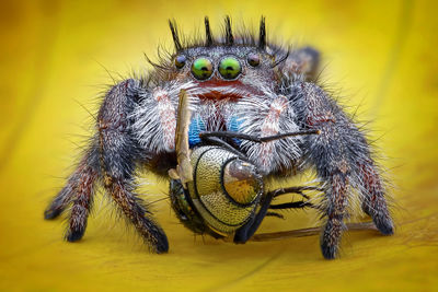 Close-up of spider