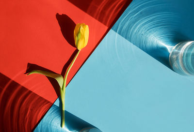 Yellow tulip on abstract red blue background. bright daylight beam, glare. spring. mothers day