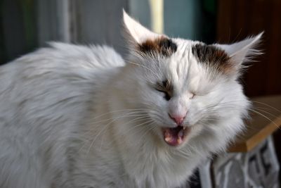 Close-up of cat at home