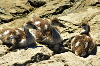 Close-up of ducks on rock