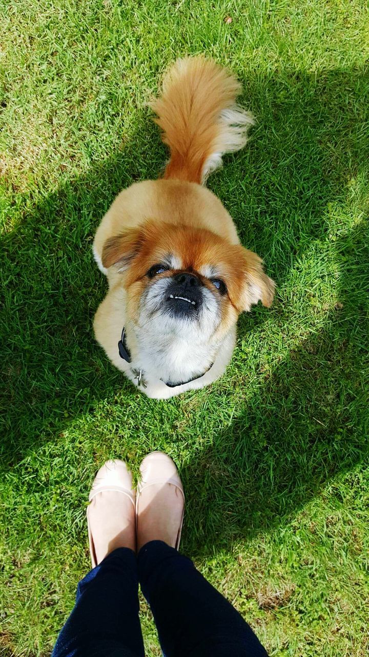 DOG WALKING ON GRASSY FIELD