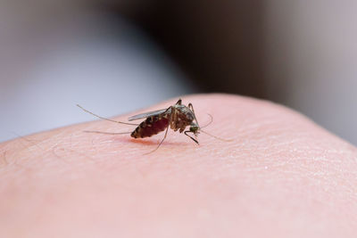 Close-up of insect on hand