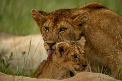 Close-up of lion cub licking another one