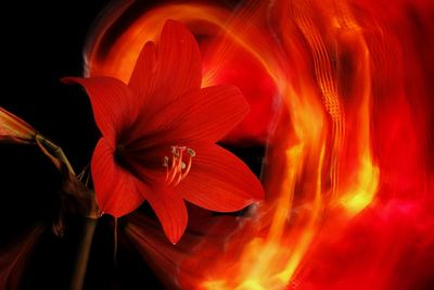 Close-up of red rose flower at night