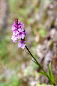 Close-up of pink flower blooming outdoors