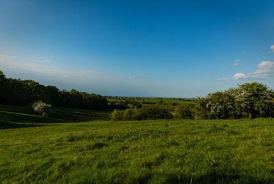 Scenic view of grassy field against sky