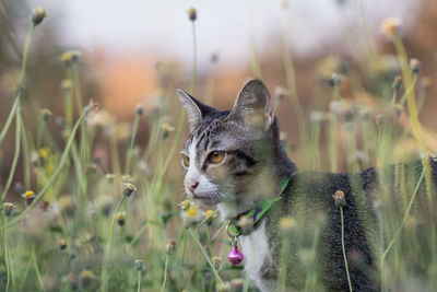 Portrait of cat on field