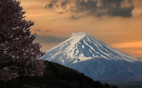 Mount fuji and sakura tree in blooming,scenery of mount fuji in the evening sky at sunset.