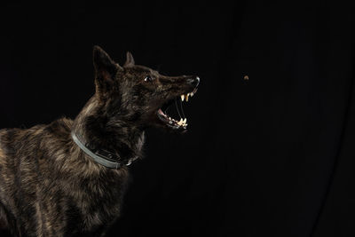 Close-up of a dog over black background
