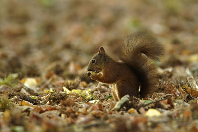 The red squirrel or eurasian red squirrel, sciurus vulgaris in autumn