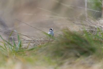 Bird perching on a field