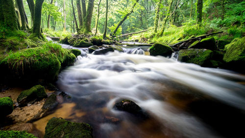 Scenic view of waterfall in forest