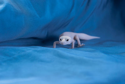 Close-up of blanket on bed