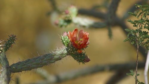 Close-up of flower against blurred background