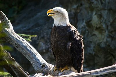 Close-up of bird perching on branch